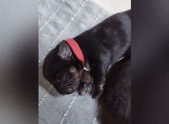 OEB Mix Welpen ideale Familienhunde