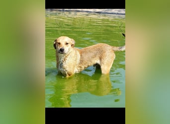 Fredi der perfekte Familienhund
