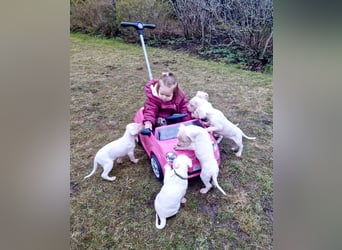 NEUE Welpen sind da.. die reinrassigen Dogo Argentinos mit Ahnenpass