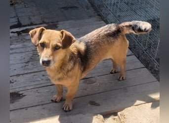 Peaches sucht ihre Familie