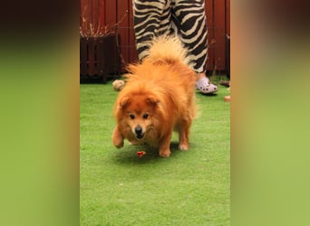 Balu SR – Schatz sucht Ruhe