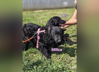 ❤️ Milica