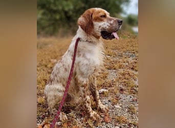 Lieber Setter ♥Luca♥ in 84513 Töging