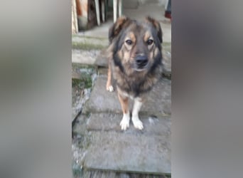 Pasha sucht ein Zuhause <3