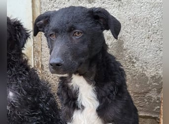 Jane ❤️ neugieres, liebes Hundemädchen