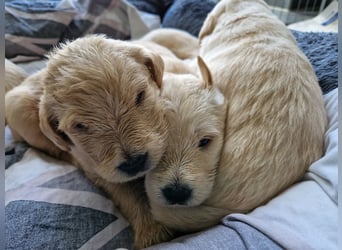 Labradoddle F1