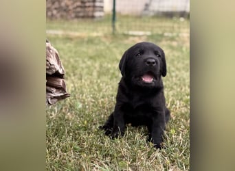 Labrador Welpen mit Ahnentafel