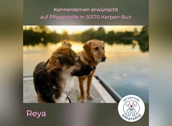 Reya: Wunderschön und voller Energie (auf Pflegestelle in 50170 Kerpen-Buir)