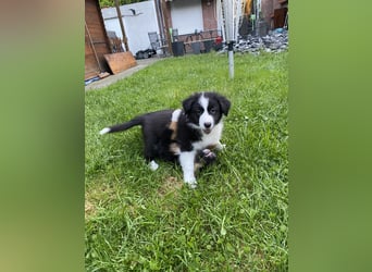 Supersüsse Australian Shepherd Welpen in der Farbe