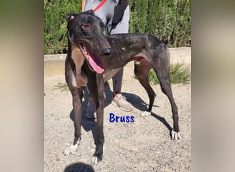 Bruss 01/2023 (ESP) -ein Traumgalgo!