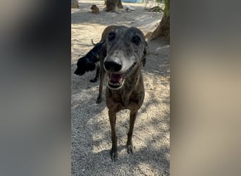 Barquiria, eine freundliche Seniorin