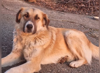 Schoßhund im XL-Format – Lukas will ankommen