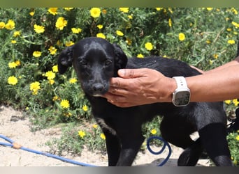 Kira, Mix Podengo / Labrador, lieb und verträglich