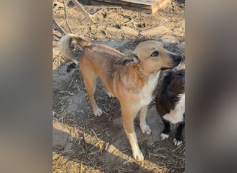 ⭐️KIMBA⭐️, Hündin, 2 Jahre, 45 cm, Mischling, Tierschutz