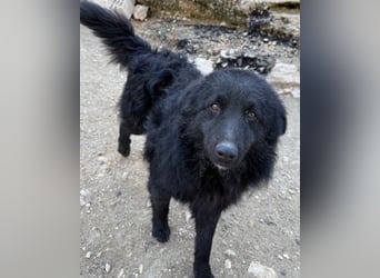 LENZI❤️unser kroat. Schäferhund-Mix-Rüde ist ein wahrer Sonnenschein!