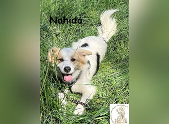 Nahida - Charme und Anmut auf vier Pfoten