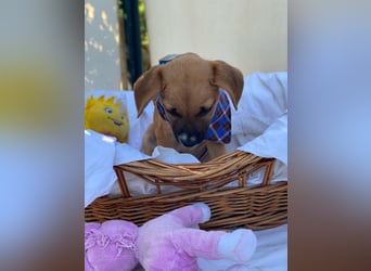 Adi LM - Zuhause gesucht – Neun kleine Hundekinder auf großer Mission