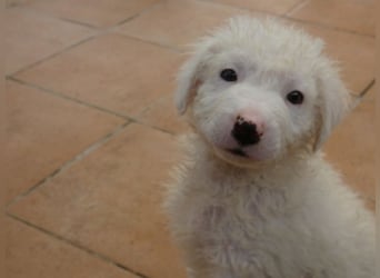 Bullo - Jede Menge tolle Dinge....