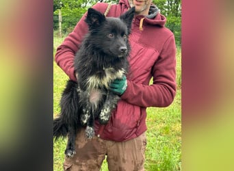 Zoya, geboren 25.09.2024, 40cm sucht ihr Zuhause