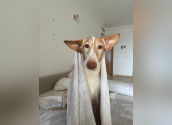 Toby (Spanien) – sanfter Podenco auf der Suche nach einem neuen Anfang