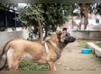 Nala - sportlich und freundlich