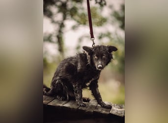 Jasmin - bezaubernde und liebenswerte junge Hündin