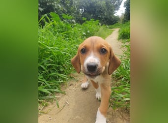 Junghündin TILLY sucht ihr Für-immer-Zuhause