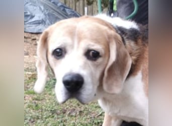 Pixi, Beagle