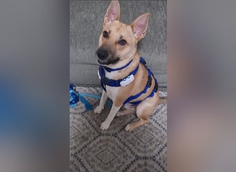 Cooper, auf einer Pflegestelle in Kiel