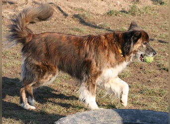 Mistela