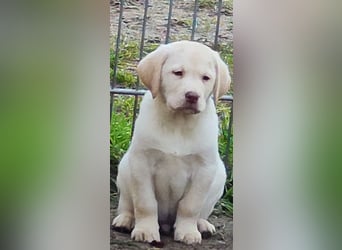 Reinrassige Labrador Welpen ab sofort abzugeben.