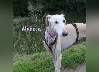 Muñeca 01/2019 (in Deutschland) - ausgeglichene und liebevolle, ganz besondere Galga!