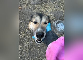 Twyla, sanftes verspieltes Husky Mix Mädchen mit bezaubernden Augen