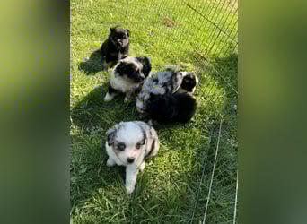 Einzigartige Mini Aussies