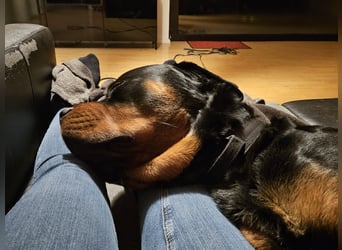 Rottirüde (20 Monate) sucht neues Zuhause