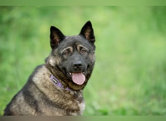 Aquila, der perfekte Hund mit besonderen Bedürfnissen sucht eine Familie