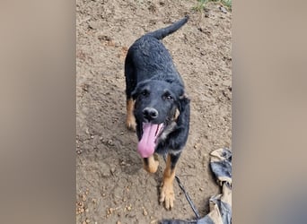 Otto sucht ein liebevolles Zuhause