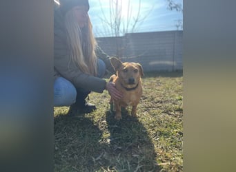 Ginger will Zuhause ankommen