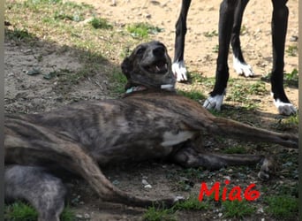 Mia6 geb. 10/2017 (ESP) - super liebe, zutrauliche und verschmuste Galga!