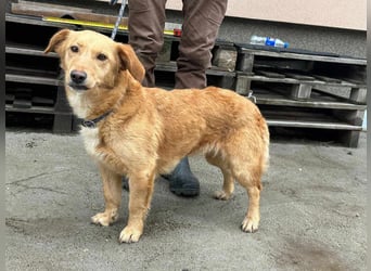 Cindy, geboren 01.01.2023, 40cm sucht ihr Körbchen