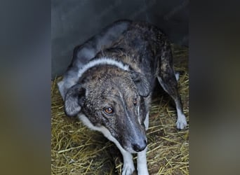SOS Gnadenplatz gesucht