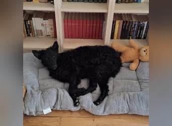 Bony ein absoluter Engel auf 4 Pfoten