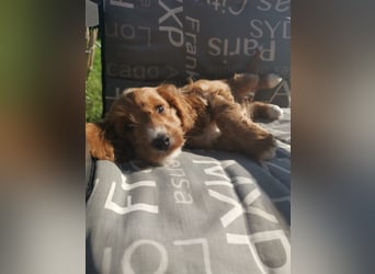 Bezaubernde English Cockerdoodle dürfen umziehen