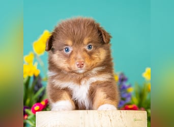 Kleinbleibende Miniature Australian Shepherd Welpen