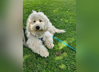 GOLDENDOODLE Traum ! Bezaubernde Welpen aus langjähriger+überprüfter Familienaufzucht.