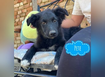 Pete ein absoluter Schatz