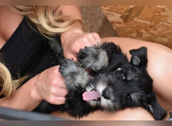 Zwergschnauzer Welpe schwarz silber  darf sofort ins neue Zuhause