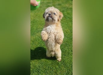 Shih Tzu Fan`s aufgepasst: der katzenverträgliche LEO wartet in Kamp-Lintfort auf DICH!  MIT VIDEO!