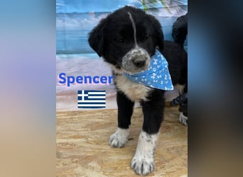 Spencer,geb.02/25,hübscher Hundebub sucht seine Familie