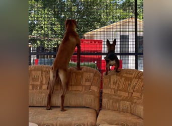 Levante sucht Vizsla Liebhaber